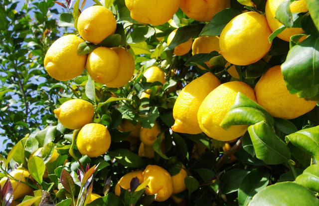 Eureka Lemon Tree - Citrus limon 'Eureka' - Brisbane Plant Nursery