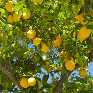 Lemonicious Lemon Tree