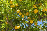 Lemonicious Lemon Tree - Citrus limon 'Lemonicious' - Brisbane Plant Nursery