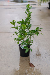 Lemonicious Lemon Tree - Citrus limon 'Lemonicious' - Brisbane Plant Nursery