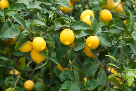 Meyer Lemon Tree - Citrus × meyeri - Brisbane Plant Nursery