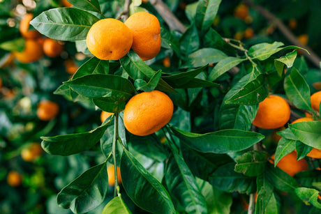 Imperial Mandarin Tree - Citrus reticulata - Brisbane Plant Nursery