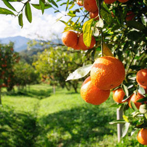 Washington Navel Orange Tree