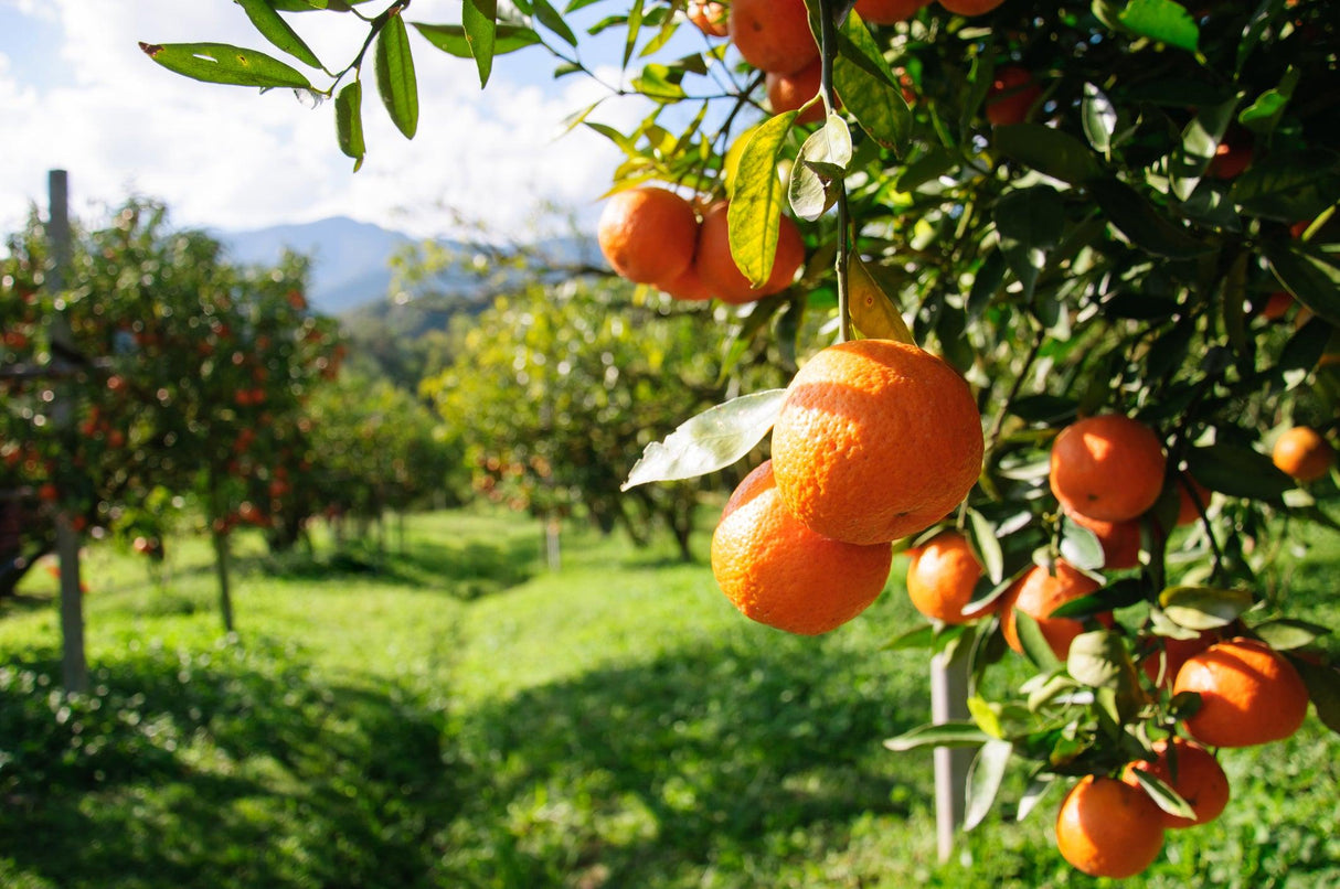 Washington Navel Orange Tree - Citrus sinensis - Brisbane Plant Nursery