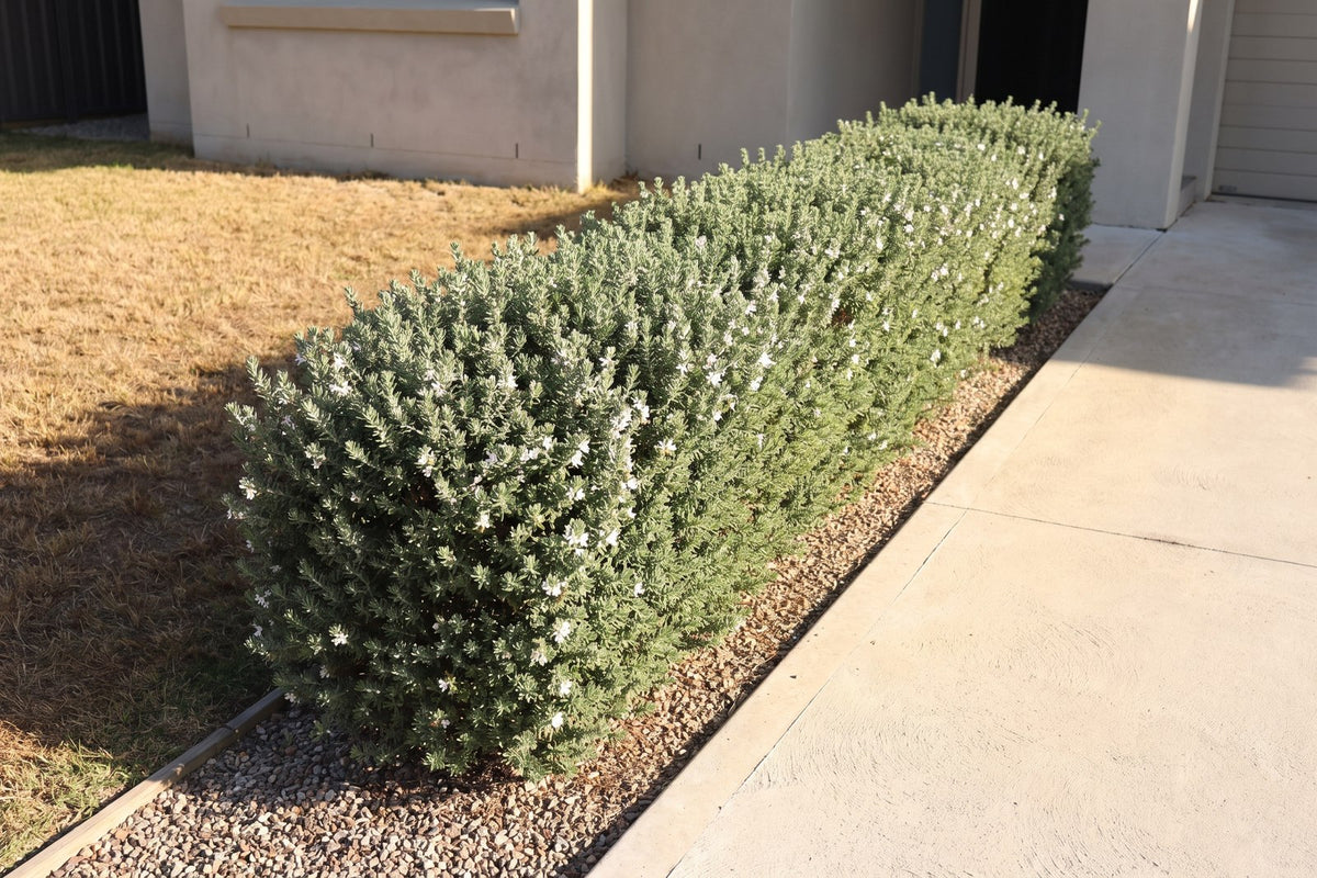 Clipped westringia hedge thriving between a hot concrete driveway and a west-facing wall