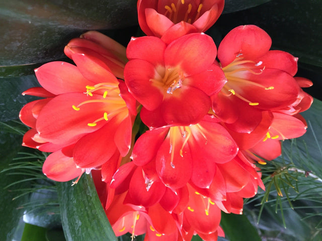 Clivia Belgian Hybrid - Clivia miniata Belgian Hybrid - Brisbane Plant Nursery