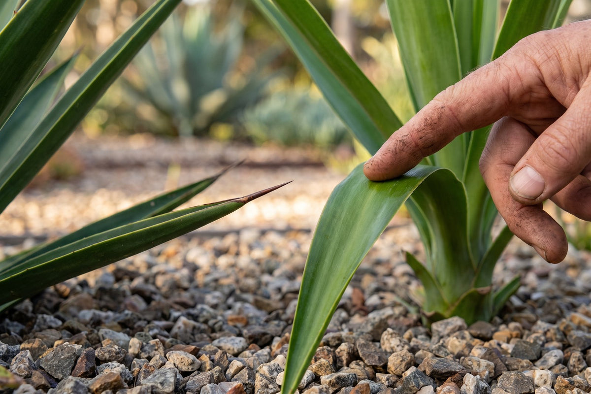 Close-up of a sharp-spined Yucca aloifolia leaf tip beside the soft tip of a spineless yucca