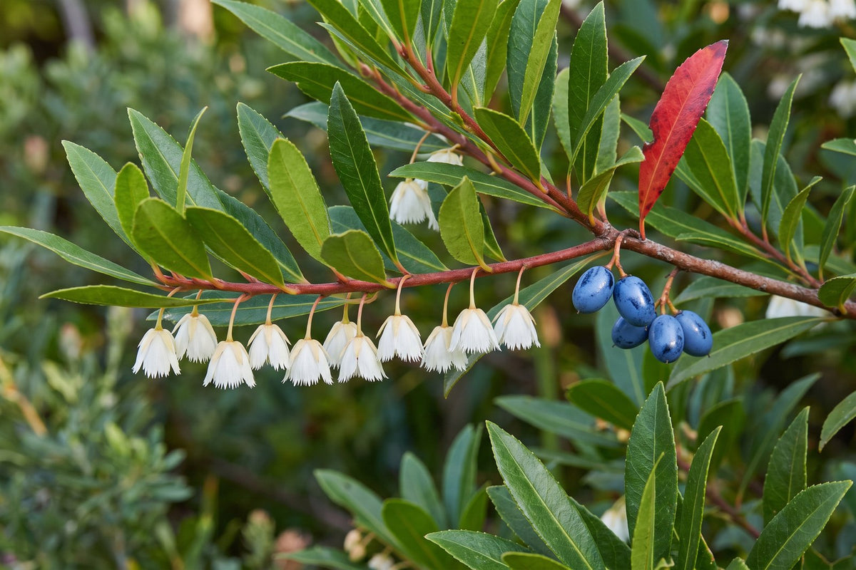 Close-up of blueberry ash fringed white bell flowers and small blue berries on one branch