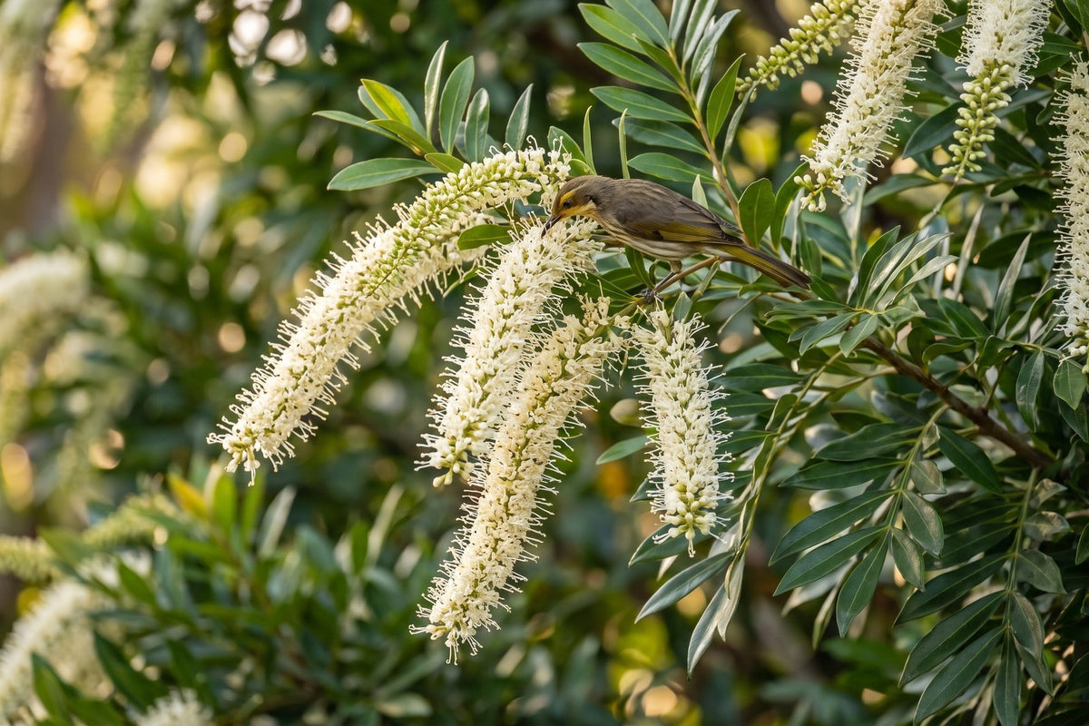 Close-up of curling cream ivory curl tree flower spikes with a honeyeater feeding