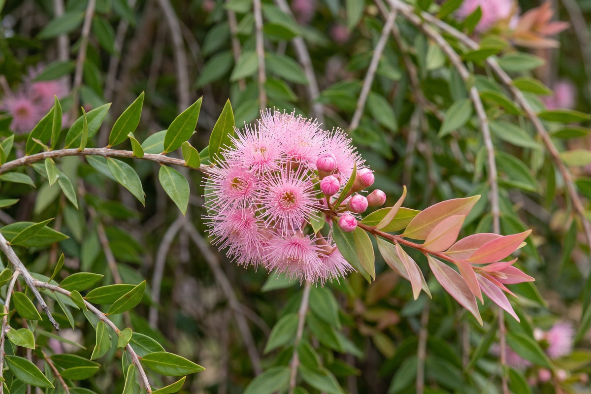 Close-up of pink powder-puff flowers and bronze new growth on Cascade lilly pilly
