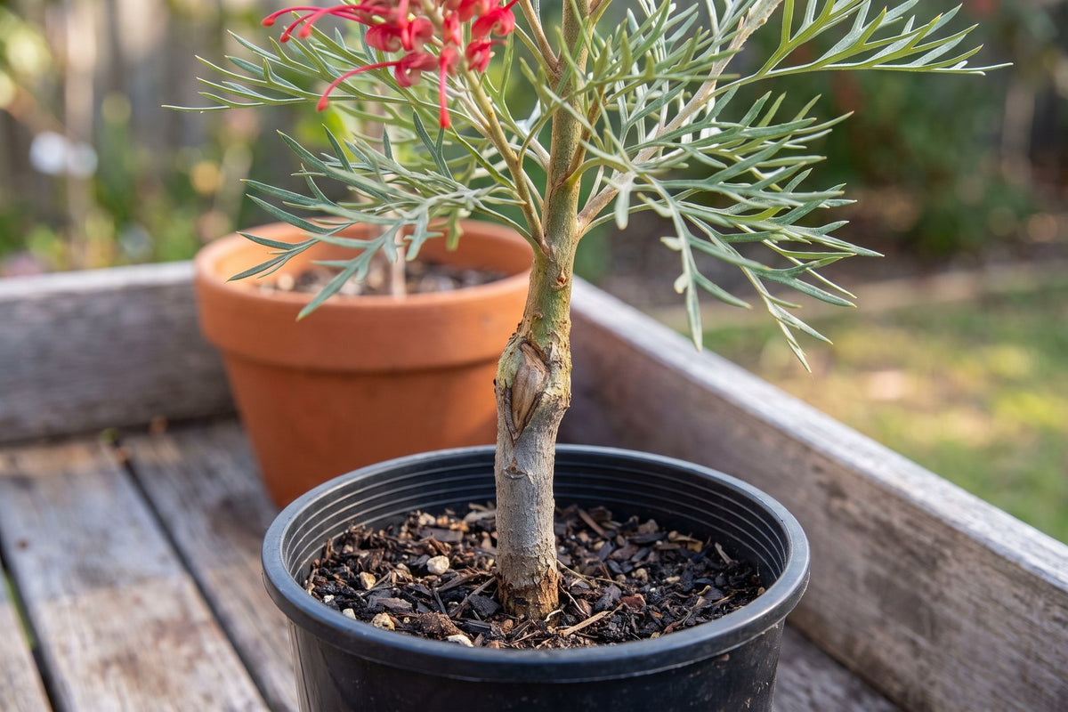 Close-up of the graft union low on the stem of a young grafted grevillea in a pot