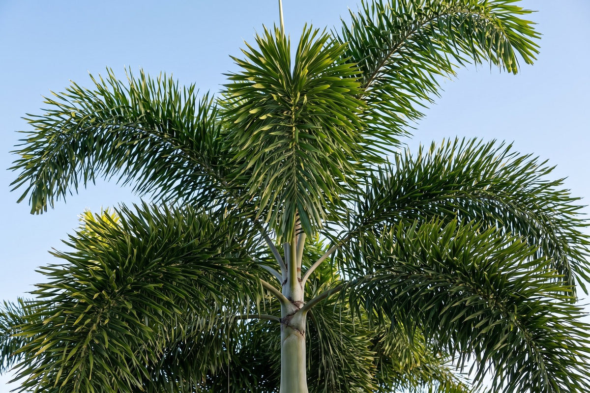 Close view of the bushy plumed fronds and crown of a foxtail palm