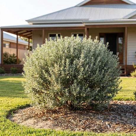 Coast Daisy Bush (Olearia axillaris)