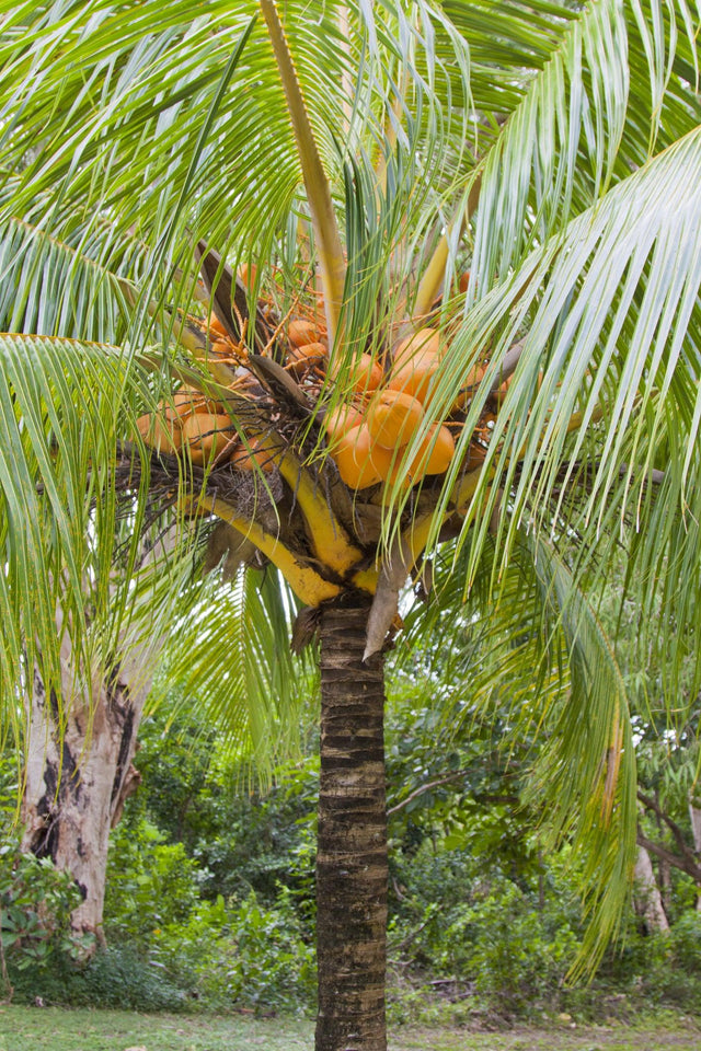 Malay Dwarf Coconut Palm - Cocos nucifera - Brisbane Plant Nursery