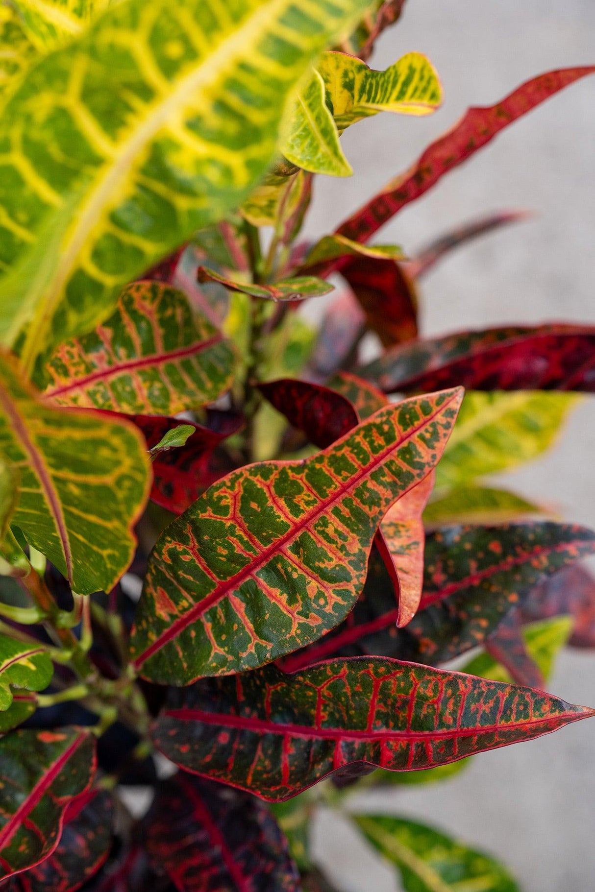 Croton - Codiaeum variegatum - Brisbane Plant Nursery