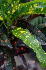 Croton - Codiaeum variegatum - Brisbane Plant Nursery