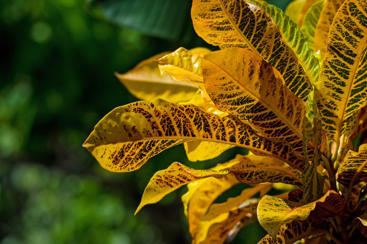 Gold Dust Croton - Codiaeum variegatum 'Gold Dust' - Brisbane Plant Nursery