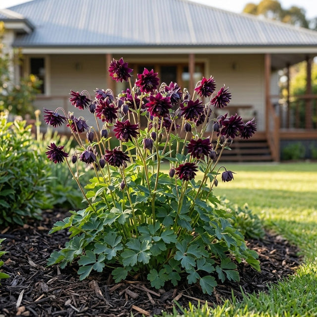 Columbine Black Barlow - Aquilegia vulgaris var. stellata 'Black Barlow'