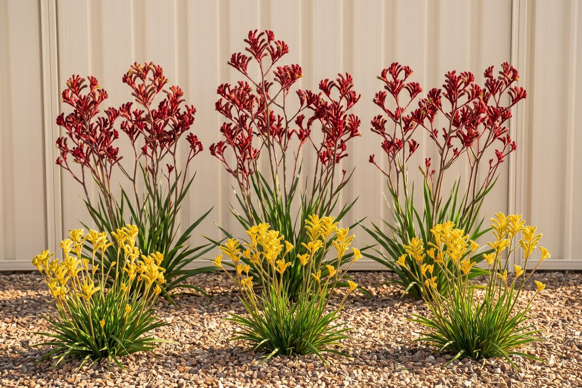 Compact yellow Bush Bonanza kangaroo paws in front of taller red Frosty Red kangaroo paws