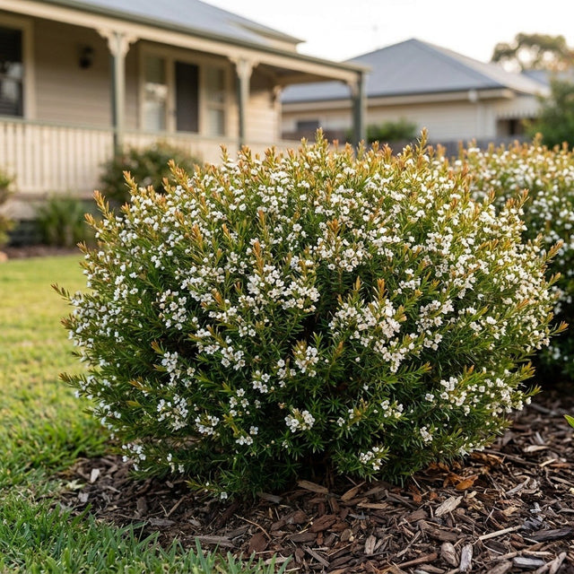 Dwarf Twiggy Myrtle (Baeckea virgata)