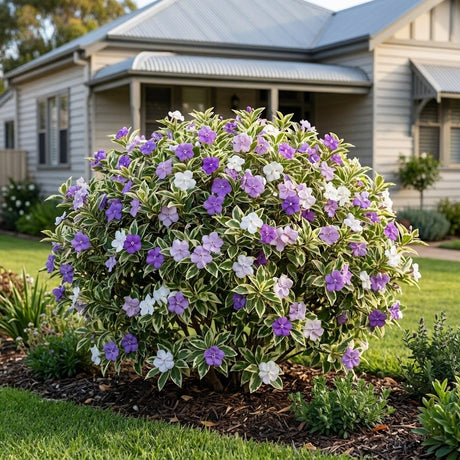 Yesterday Today Tomorrow (Brunfelsia latifolia)