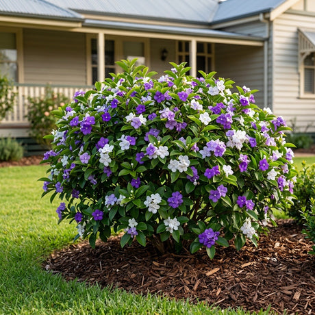 Yesterday Today Tomorrow (Brunfelsia latifolia)