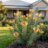 Conebush