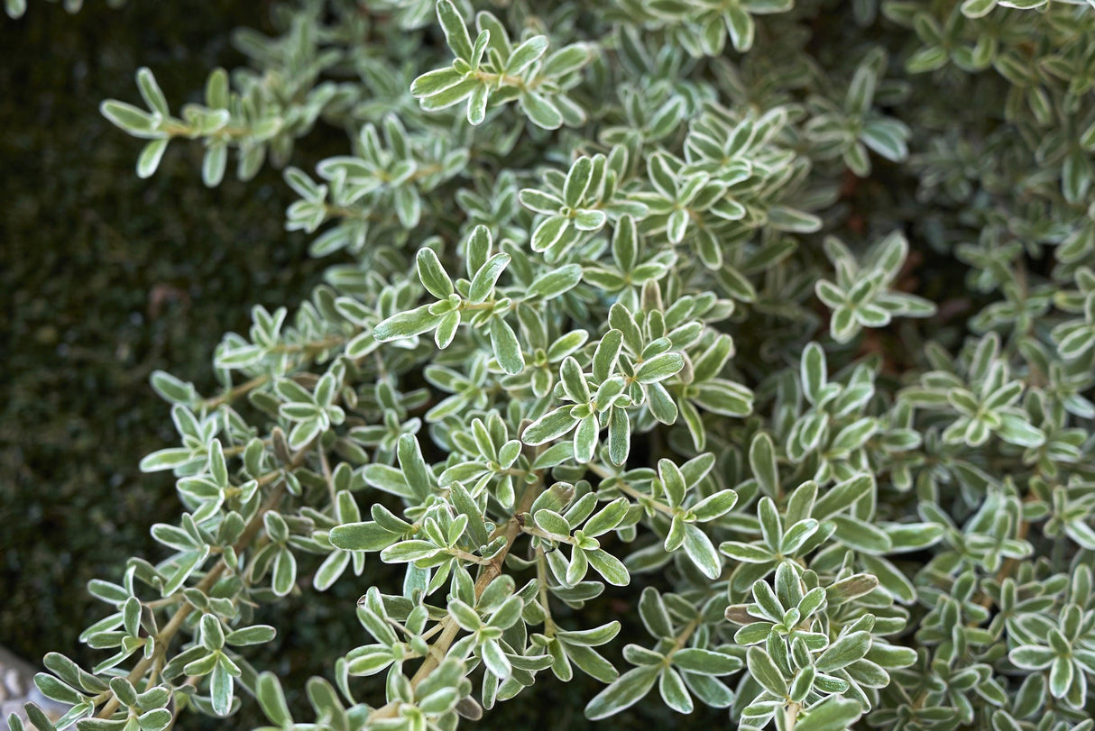 Green and Gold Coprosma - Coprosma 'Green and Gold' - Brisbane Plant Nursery