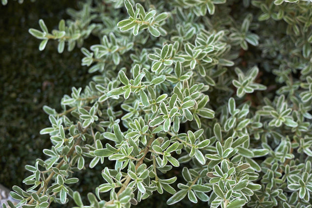 Green and Gold Coprosma - Coprosma 'Green and Gold' - Brisbane Plant Nursery