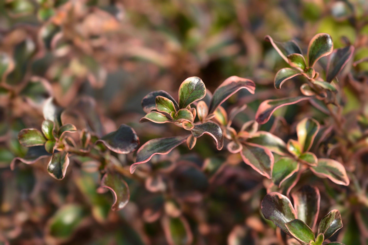 Rainbow Surprise Coprosma - Coprosma 'Rainbow Surprise' - Brisbane Plant Nursery