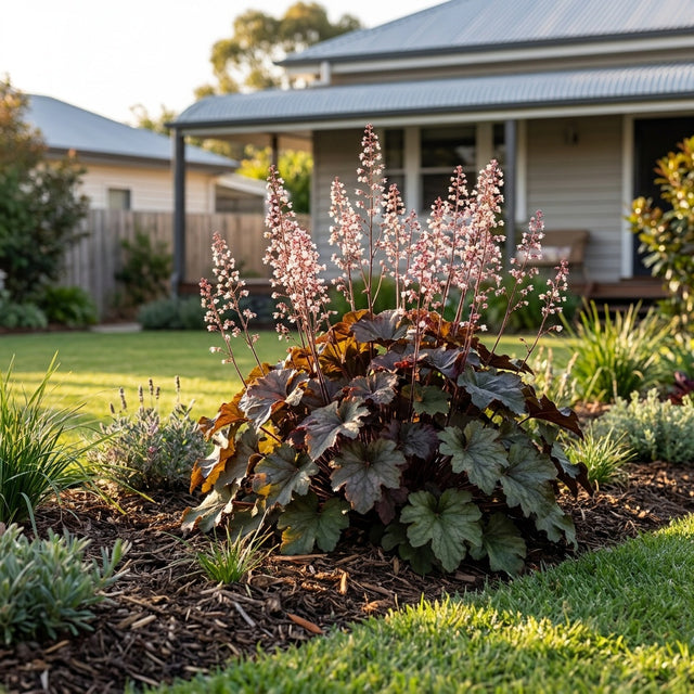 Coral Bells Palace Purple - Heuchera 'Palace Purple'