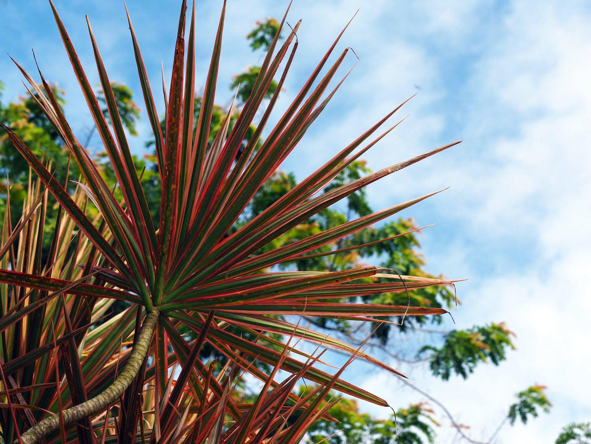 Red Star Cordyline - Cordyline australis 'Red Star' - Brisbane Plant Nursery