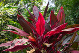 Ti Plant - Cordyline fruticosa - Brisbane Plant Nursery