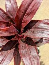 Ti Plant - Cordyline fruticosa - Brisbane Plant Nursery