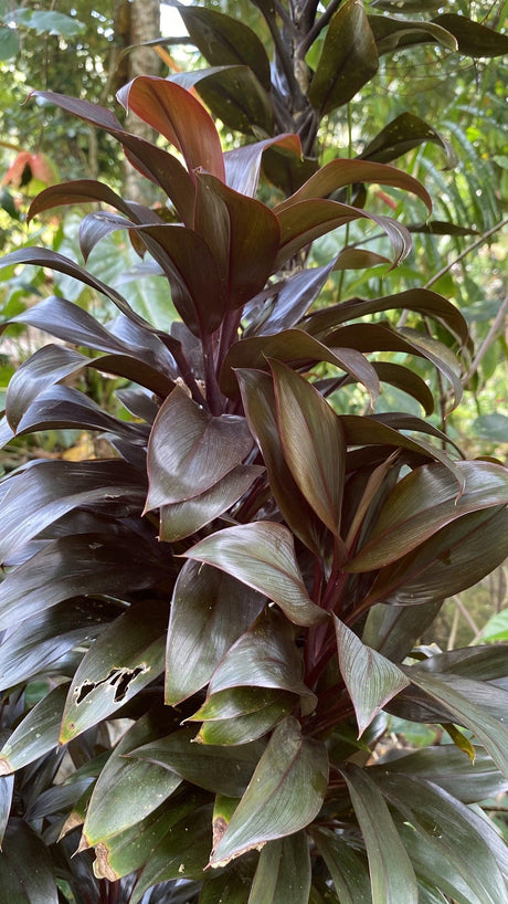 Caruba Black Cordyline - Cordyline fruticosa 'Caruba Black' - Brisbane Plant Nursery