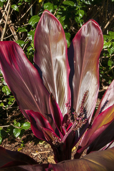 Chocolate Queen Cordyline - Cordyline fruticosa 'Chocolate Queen' - Brisbane Plant Nursery