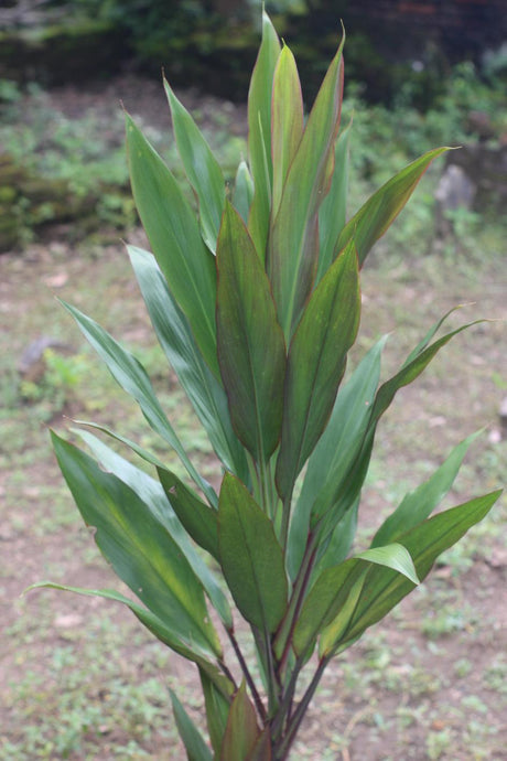 Cordyline fruticosa Hilo Rainbow - Cordyline fruticosa 'Hilo Rainbow' - Brisbane Plant Nursery