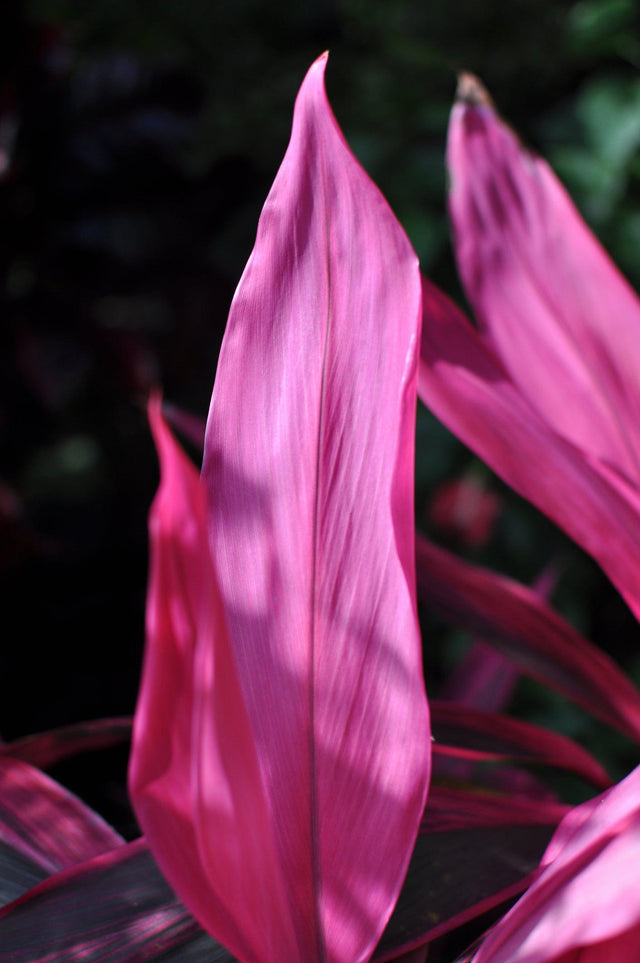 Pink Champion Cordyline - Cordyline fruticosa 'Pink Champion' - Brisbane Plant Nursery