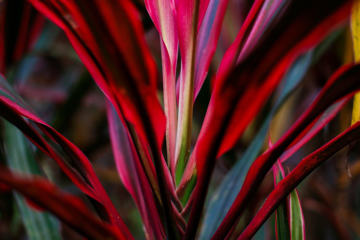 Red Edge Cordyline - Cordyline fruticosa 'Red Edge' - Brisbane Plant Nursery