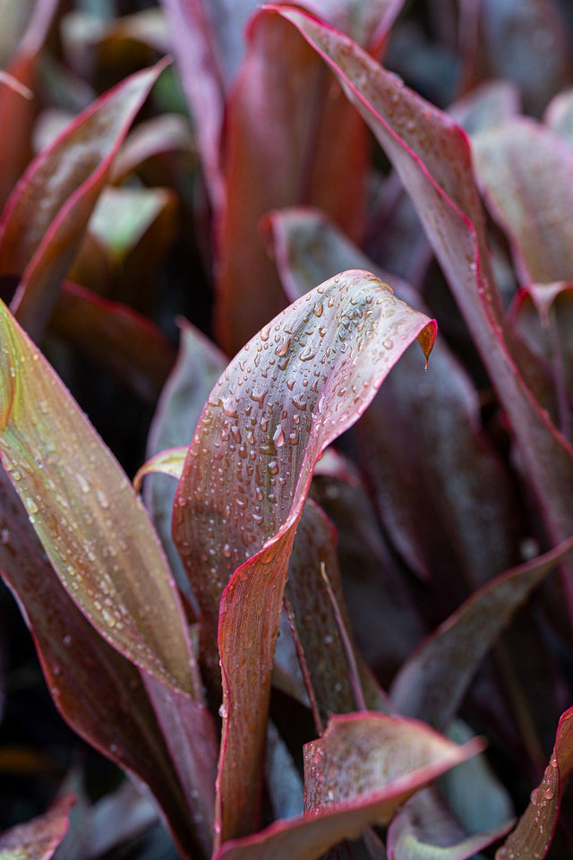 Cordyline fruticosa Rubra - Cordyline fruticosa 'Rubra' - Brisbane Plant Nursery