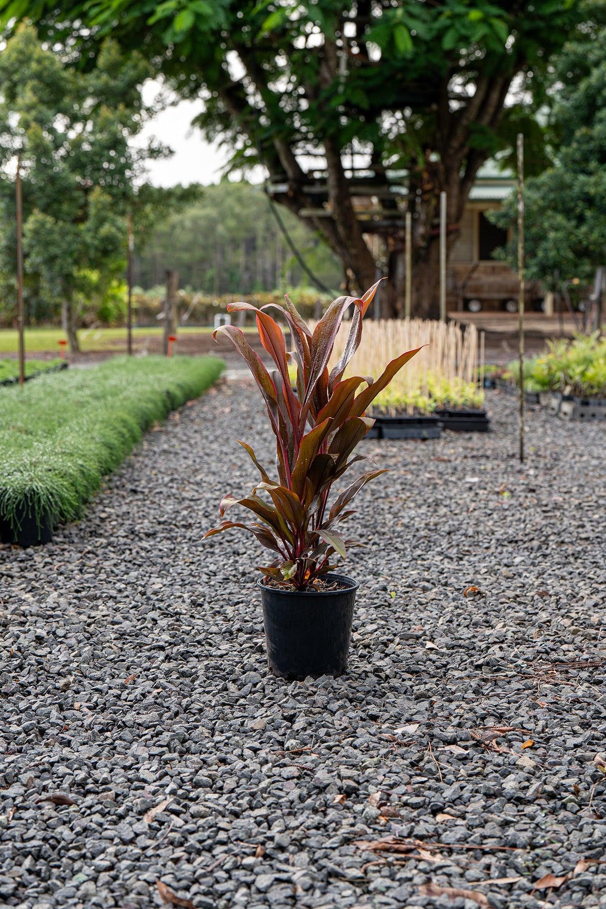 Cordyline fruticosa Rubra - Cordyline fruticosa 'Rubra' - Brisbane Plant Nursery