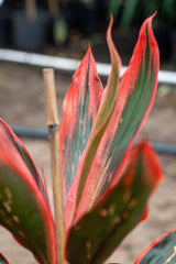 Tangelo Cordyline - Cordyline fruticosa 'Tangelo' - Brisbane Plant Nursery