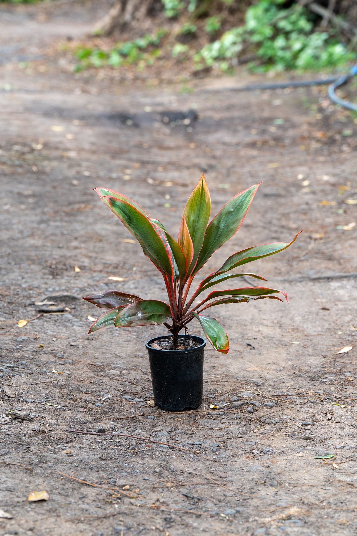 Tangelo Cordyline - Cordyline fruticosa 'Tangelo' - Brisbane Plant Nursery