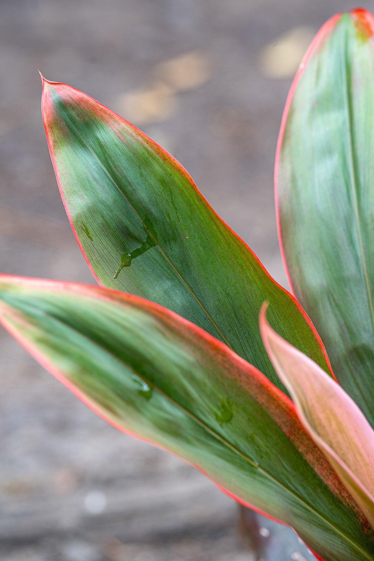 Tangelo Cordyline - Cordyline fruticosa 'Tangelo' - Brisbane Plant Nursery