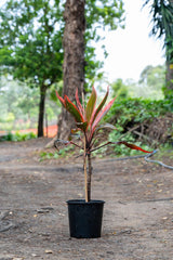 Tangelo Cordyline - Cordyline fruticosa 'Tangelo' - Brisbane Plant Nursery