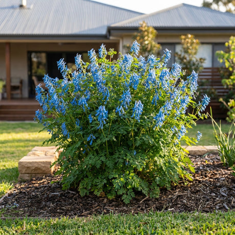 Corydalis Porcelain Blue - Corydalis flexuosa 'Porcelain Blue'