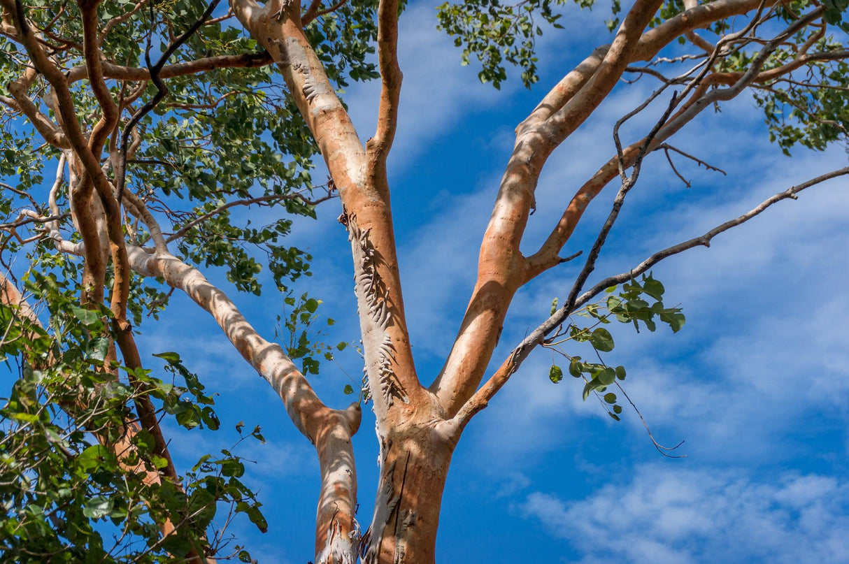 Pink Bloodwood - Corymbia intermedia - Brisbane Plant Nursery