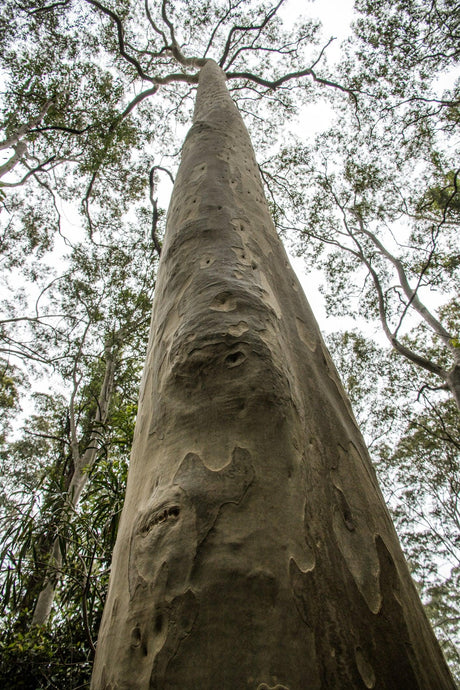 Spotted Gum - Corymbia maculata - Brisbane Plant Nursery