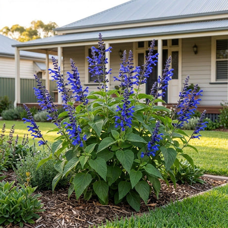 Costa Rica Blue Anise Sage