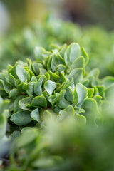 Ripple Jade - Crassula arborescens undulatifolia - Brisbane Plant Nursery